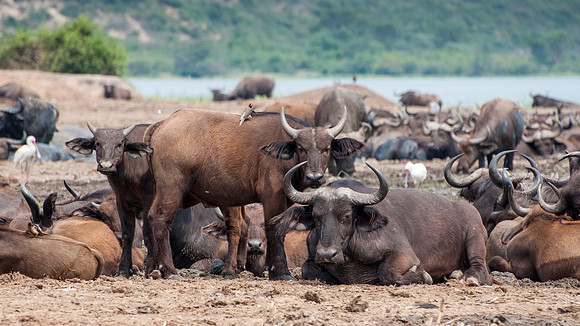 Water Buffalo, Kazinga Channel - 1