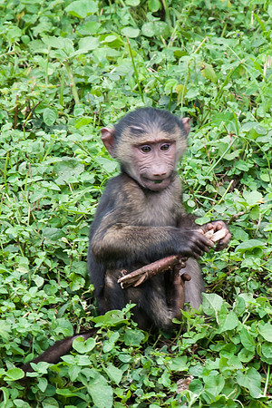 Baboon Baby, Kibale - 2