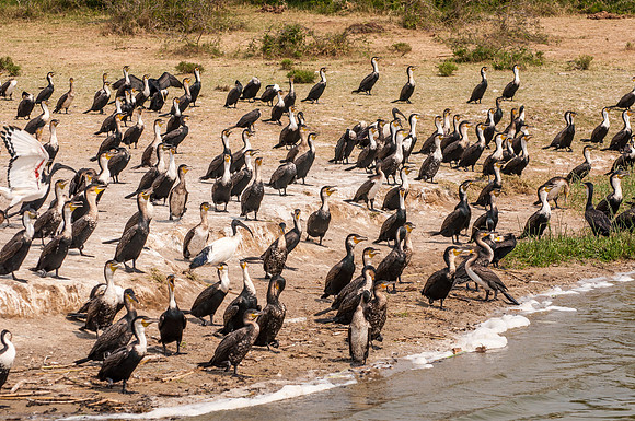 Great Cormorants & Ibis, Kazinga Channel
