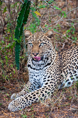 Leopard, Q.E. National Park - 3