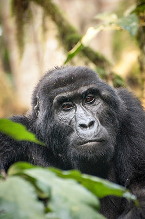 Mountain Gorilla, Impenetrable Forest - 6