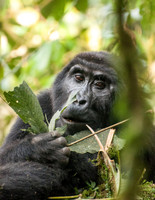 Mountain Gorilla, Impenetrable Forest - 5