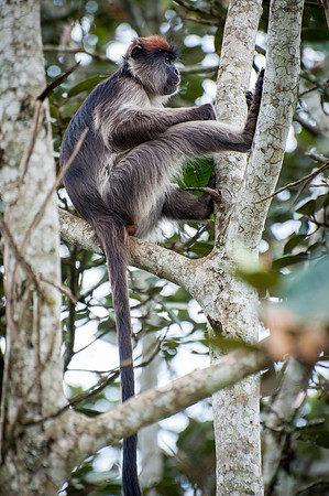 Patas Monkey, Kibale - 1