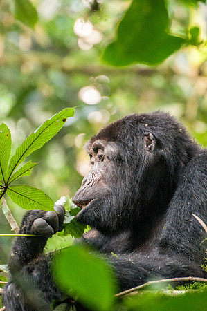 Mountain Gorilla, Impenetrable Forest - 1