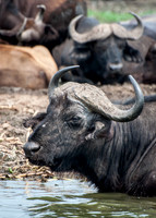 Buffalo, Zebra & Wildebeest