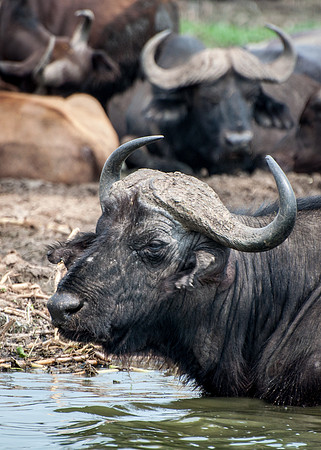 Water Buffalo, Kazinga Channel - 2