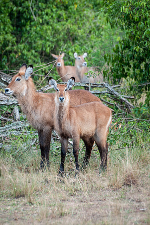 Water Buck, Q.E. National Park