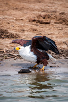 Fish Eagle, Kazinga Channel - 2