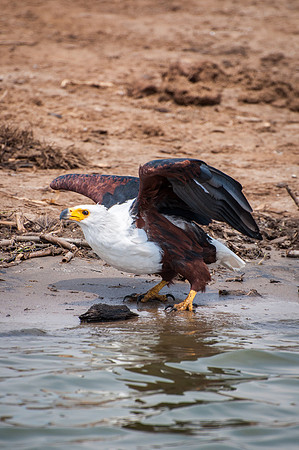 Fish Eagle, Kazinga Channel - 2