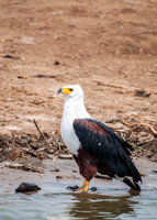 Fish Eagle, Kazinga Channel - 1