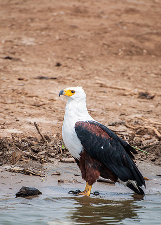 Fish Eagle, Kazinga Channel - 1