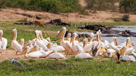 Great white Pelicans, Kazinga Channel - 1