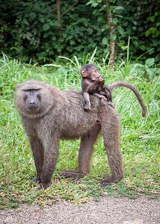 Baboon Mother & Baby - Kibale