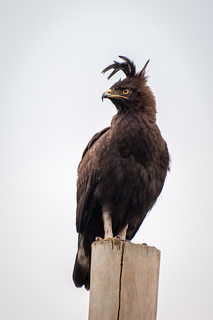 Crested Eagle