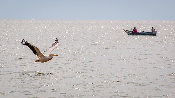 Out to Fish, Back with Fish