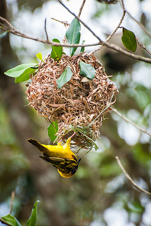 Weaver Bird & Nest - Kibale