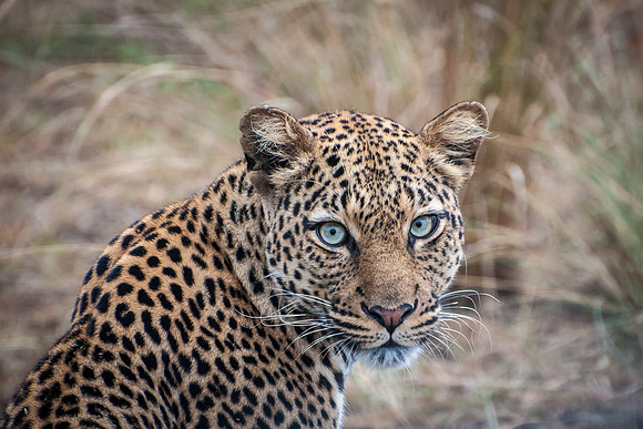 Leopard, Q.E. National Park - 1