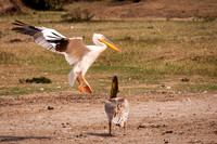 Great White Pelican Landing, Kazinga Channel