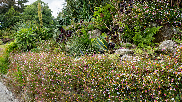 Trebah Gardens -2