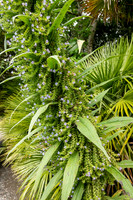 Trebah Gardens