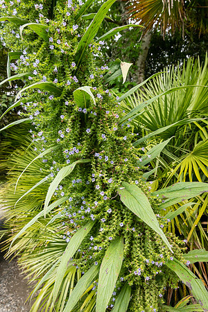 Trebah Gardens -1