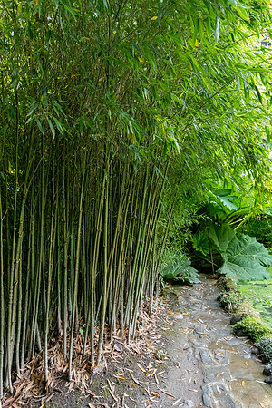 Trebah Gardens -22