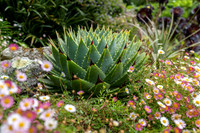 Trebah Gardens -3