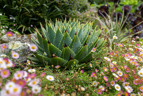 Trebah Gardens -3