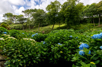 Trebah Gardens -18