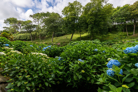 Trebah Gardens -18