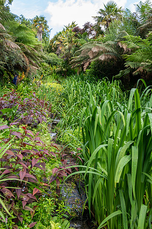 Trebah Gardens -5