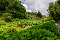 Trebah Gardens -20