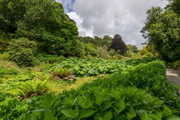 Trebah Gardens -20
