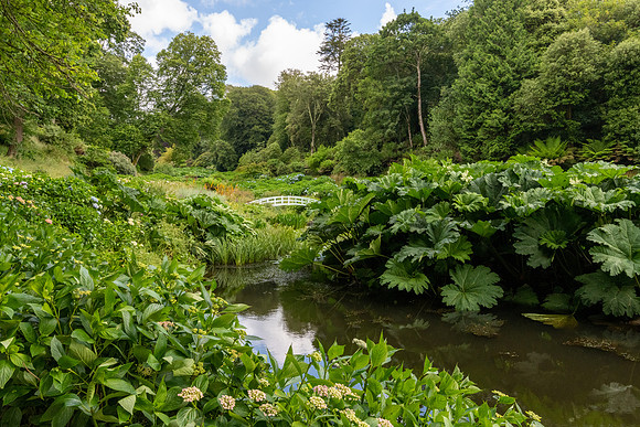 Trebah Gardens -13