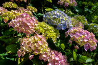 Trebah Gardens -8