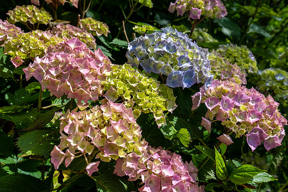 Trebah Gardens -8