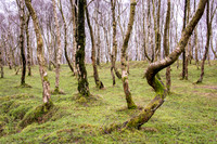 Bolehill Quarry -2