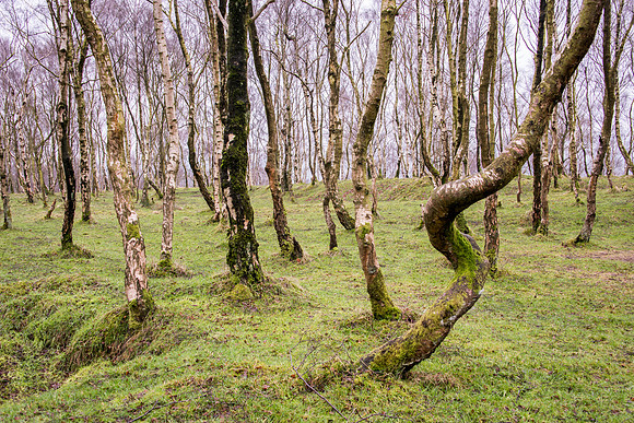 Bolehill Quarry -2