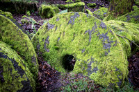 Bolehill Quarry -9