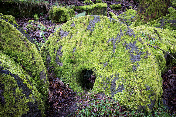 Bolehill Quarry -9