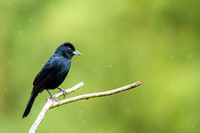 White Lined Tanager (m)