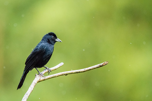 White Lined Tanager (m)
