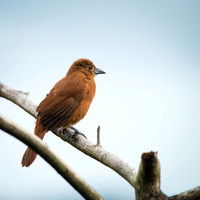 White Lined Tanager (f)