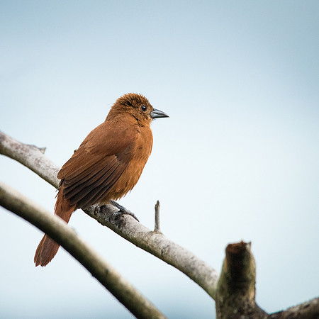 White Lined Tanager (f)