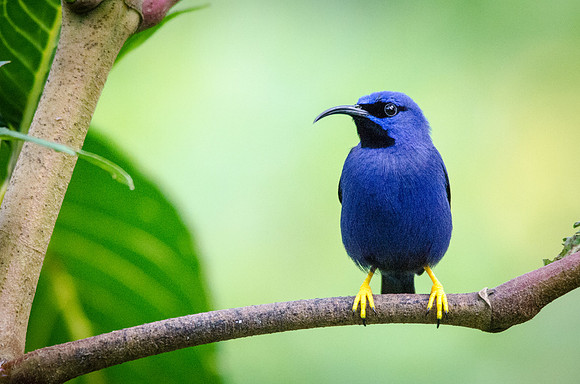 Purple Honeycreeper (m) -2