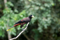 Montezuma Oropendula
