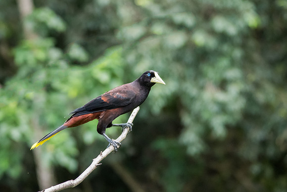 Montezuma Oropendula