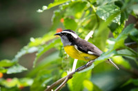 Bananaquit -3