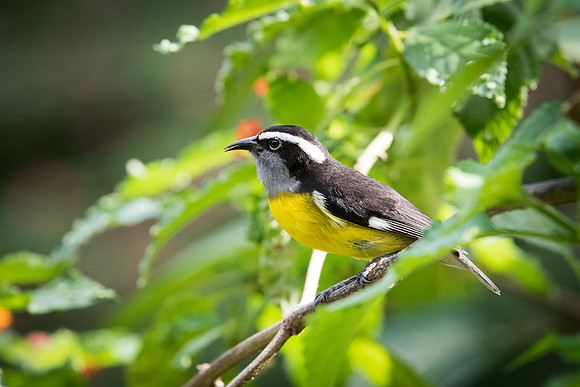 Bananaquit -3