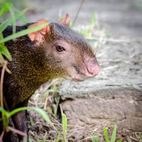 Agouti Close-Up